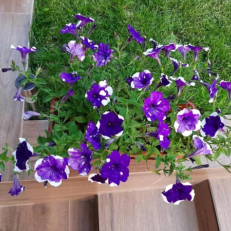 мая Willa Krayni Dol