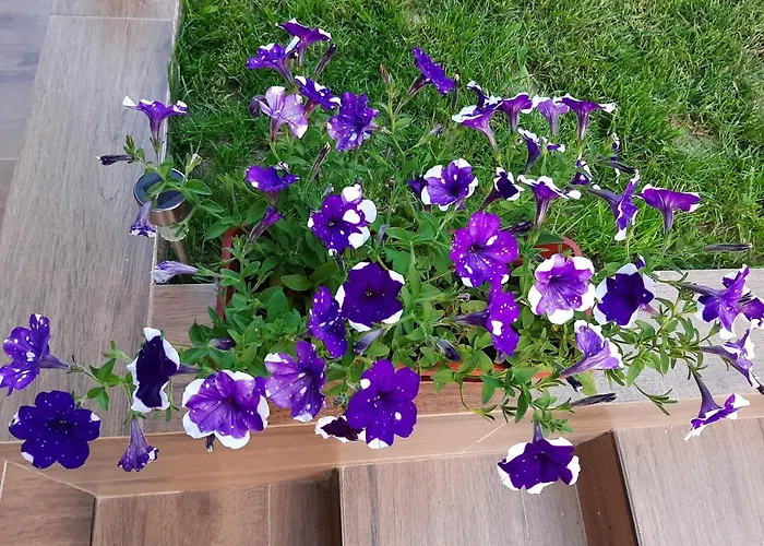 мая Вилла Krayni Dol